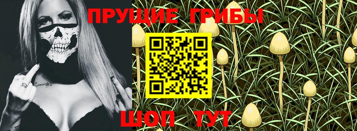 Галлюциногенные грибы Psilocybe Белгород
